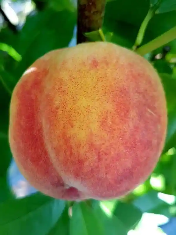Piersici