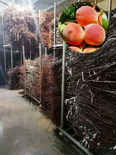 Seturi